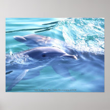 Delphin-Fotografie Plakate