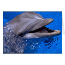 Delphin Grußkarte