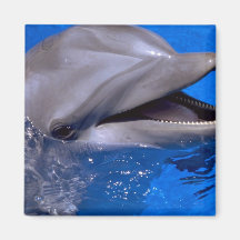 Delphin Magnets