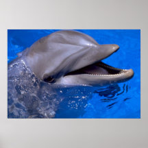 Delphin Plakatdrucke