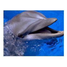 Delphin Postkarten