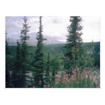 Denali, Alaska Postkarten