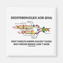 Deoxyribonucelic saurer (DNS) Mendel Darwin Magnete