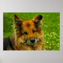 Der beste Freund #2 des Mannes Posterdrucke