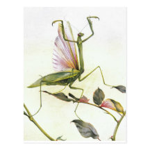 DER BETENDE MANTIS POSTKARTE