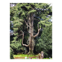 Der Geheimnis-Baum-Foto-Druck