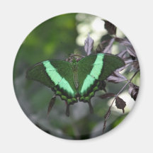 Der Grüne Kühlschrankmagnet