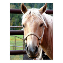 Der palomino-Blick Postkarte