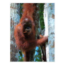 Der Redhead der Natur: der rote Affe Postkarten