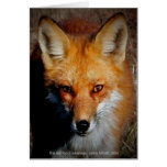 Der rote Fox von Arkansas Grußkarten