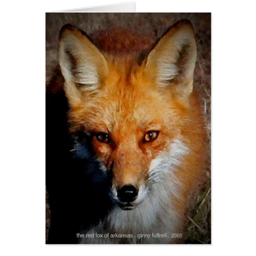 Der rote Fox von Arkansas Grußkarten