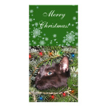 Der Tomcat im Weihnachtsbaum fotokarten