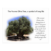 Der Vouves Olivenbaum, Symbol des langen Lebens… Postkarte
