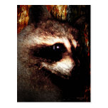 Der Waschbär Postkarte