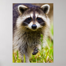 Der Waschbär, Procyon lotor, ist, 3 ein weit verbr Plakatdruck