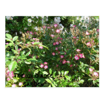 Der wilde Rosengarten Postkarten