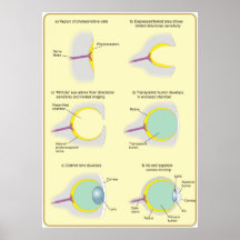 Diagramm der Evolution des Auges Posterdrucke
