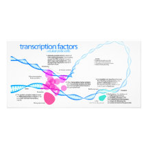 Diagramm der Genübertragungsfaktoren Photo Karten
