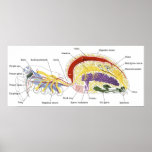 Diagramm der internen Anatomie einer weiblichen Sp Plakatdrucke