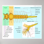 Diagramm der Larve eines MoskitoCulex Restuans Plakat