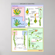 Diagramm des Lebenszyklus eines typischen Mooses Plakate