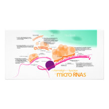Diagramm von microRNA Fotokarte