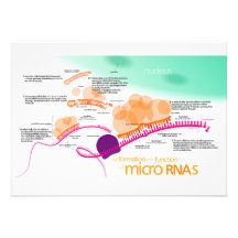 Diagramm von microRNA Individuelle Ankündigung