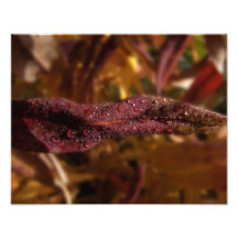 Diamant-Fokus Photo Drucke