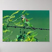 Dickcissel Plakate