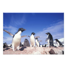 Die Antarktis, Adelie-PinguinPygoscelis Kunst Foto