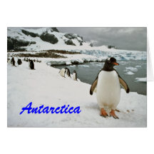 Die Antarktis-Pinguin-Gruß-Karte