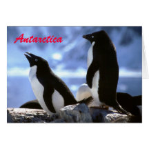Die Antarktis-Pinguin-Gruß-Karte