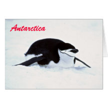 Die Antarktis-Pinguin-Gruß-Karte