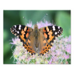 Die bewundernswerte Schmetterlings-Fotografie