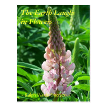 DIE ERDE LACHT IN DEN BLUMEN - ROTE LUPINE POSTKARTEN