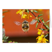 Die glückliche Hummel-Biene Grußkarten