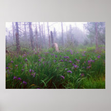 Die große Landekopf-Iris war Insel Plakate