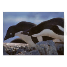 Die Karte des Pinguin-Paar-Valentinsgrußes