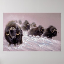 Die Northlands, Moschus-Ochse Posterdruck