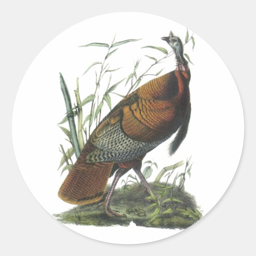 Die wilde Türkei, John Audubon Sticker