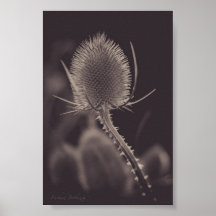 Distel - Leinwanddruck _ Plakate