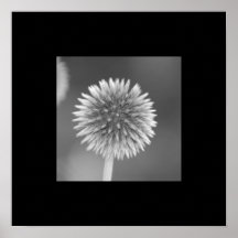 Distel-Plakat