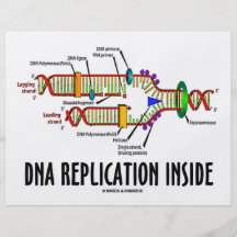 DNS-Reproduktions-Innere (DNS-Haltung) Flyer