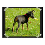 Dobermann-Welpen-Postkarte