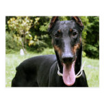 Dobermannpinscher-Hundepostkarte