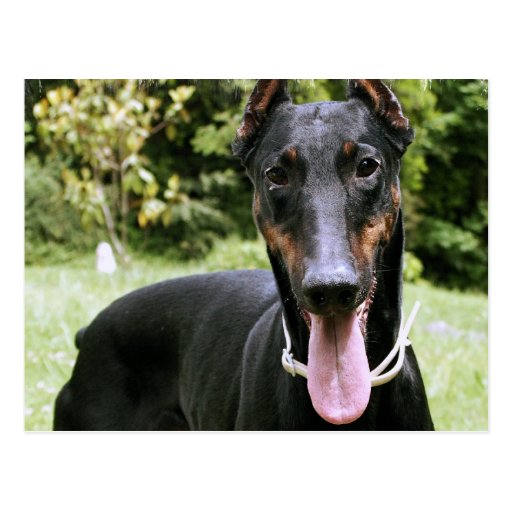 Dobermannpinscher-Hundepostkarte