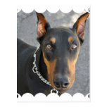 Dobermannpinscher-Postkarte
