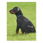 Dobermannpinscher-Welpen-Postkarte