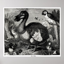 Dodo-Antiken-Druck Plakatdrucke