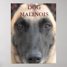 dog zu postieren aus Mecheln Plakat